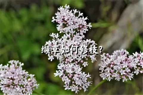 缬草如何修枝？