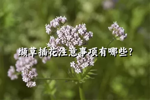 缬草插花注意事项有哪些？