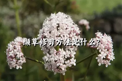 缬草修剪方法是什么？