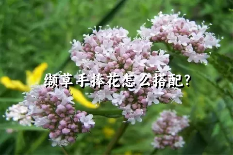 缬草手捧花怎么搭配？