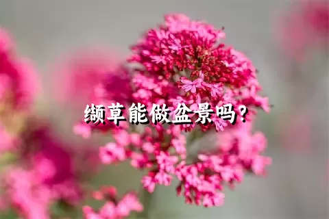 缬草能做盆景吗？