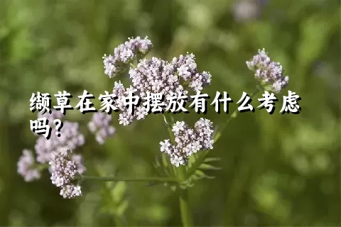 缬草在家中摆放有什么考虑吗？