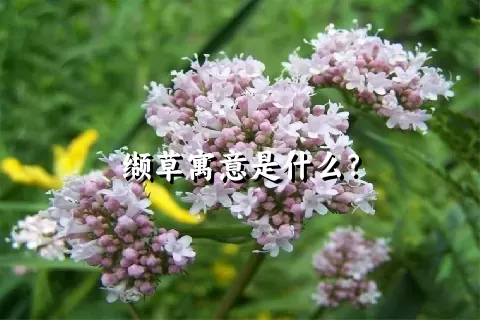 缬草寓意是什么？