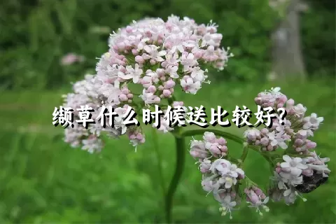 缬草什么时候送比较好？