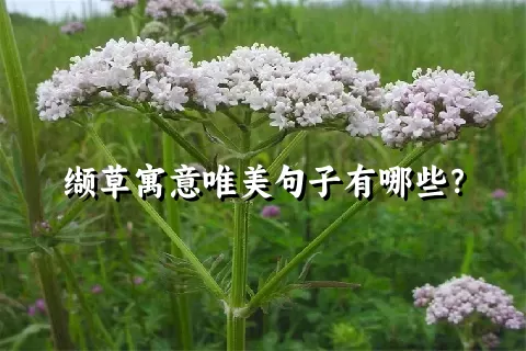 缬草寓意唯美句子有哪些？