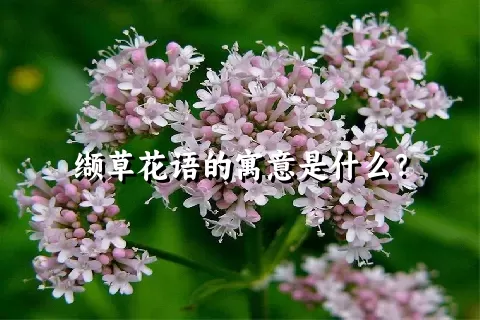 缬草花语的寓意是什么？