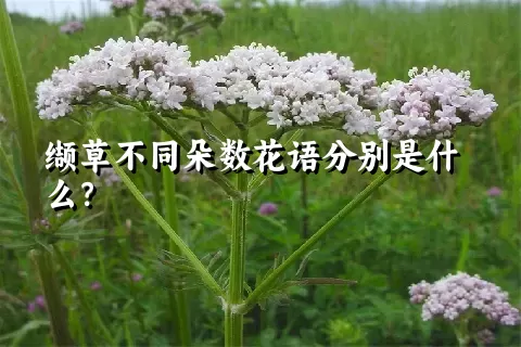 缬草不同朵数花语分别是什么？