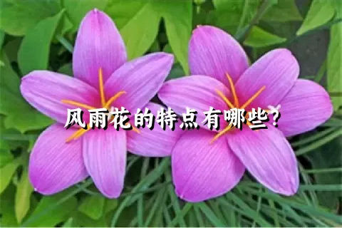 风雨花的特点有哪些？