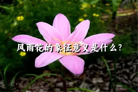 风雨花的象征意义是什么？