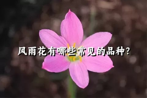 风雨花有哪些常见的品种？