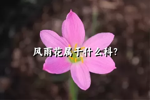 风雨花属于什么科？