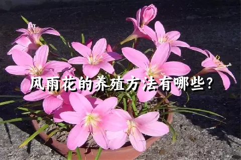 风雨花的养殖方法有哪些？