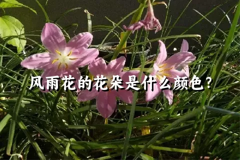 风雨花的花朵是什么颜色？