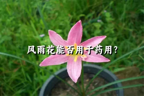 风雨花能否用于药用？