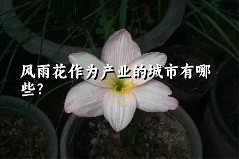 风雨花作为产业的城市有哪些？