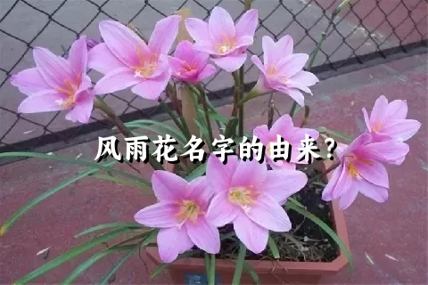 风雨花名字的由来？