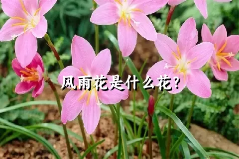 风雨花是什么花？