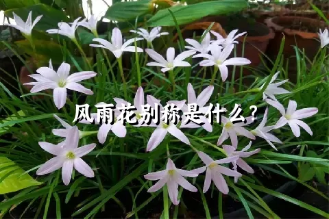 风雨花别称是什么？