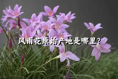 风雨花原始产地是哪里？