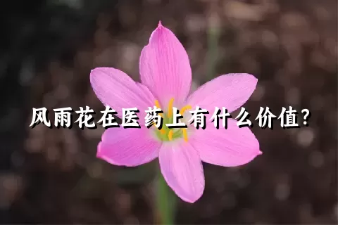 风雨花在医药上有什么价值？