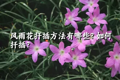 风雨花扦插方法有哪些？如何扦插？