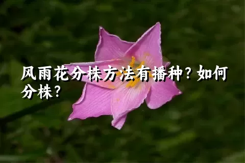 风雨花分株方法有播种？如何分株？