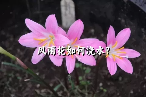 风雨花如何浇水？