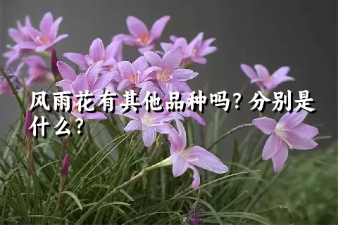 风雨花有其他品种吗？分别是什么？