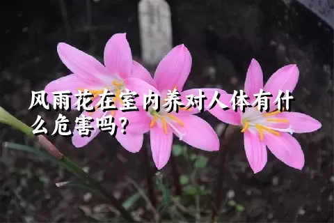 风雨花在室内养对人体有什么危害吗？