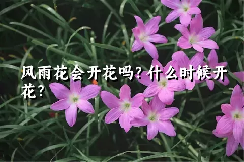 风雨花会开花吗？什么时候开花？