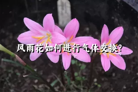 风雨花如何进行气体交换？