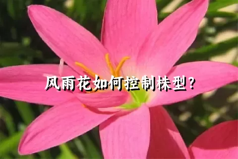 风雨花如何控制株型？