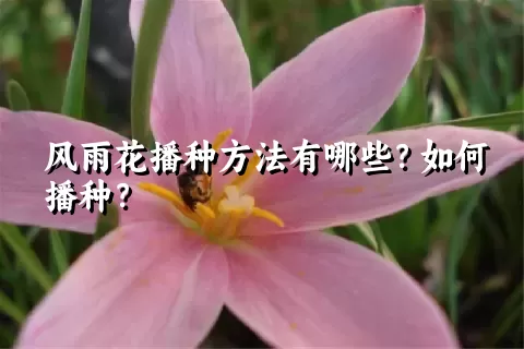 风雨花播种方法有哪些？如何播种？