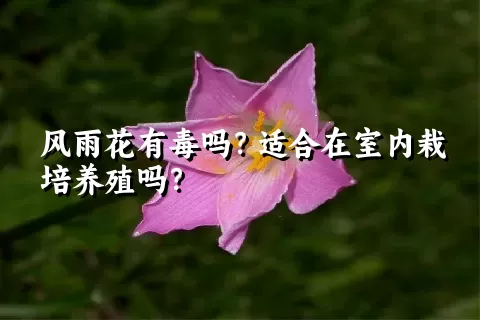 风雨花有毒吗？适合在室内栽培养殖吗？