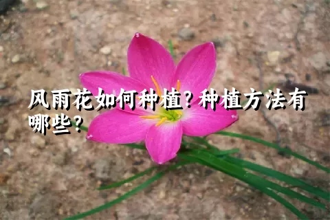 风雨花如何种植？种植方法有哪些？