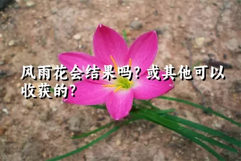 风雨花会结果吗？或其他可以收获的？