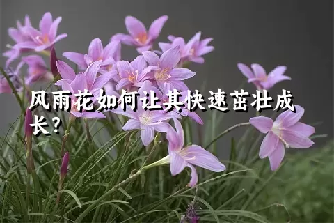 风雨花如何让其快速茁壮成长？