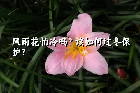 风雨花怕冷吗？该如何过冬保护？