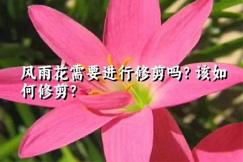 风雨花需要进行修剪吗？该如何修剪？