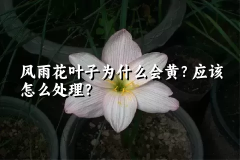 风雨花叶子为什么会黄？应该怎么处理？