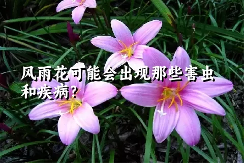 风雨花可能会出现那些害虫和疾病？