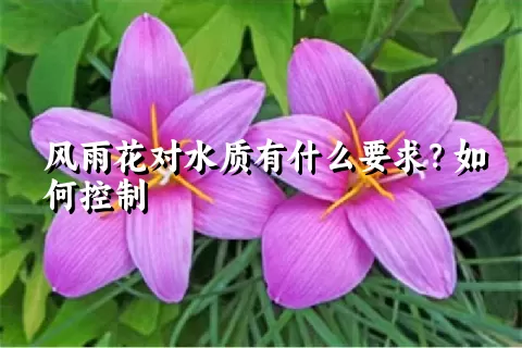 风雨花对水质有什么要求？如何控制