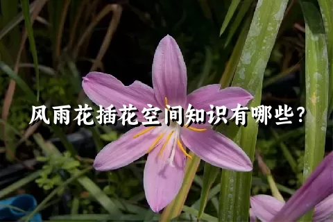 风雨花插花空间知识有哪些？