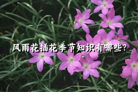 风雨花插花季节知识有哪些？