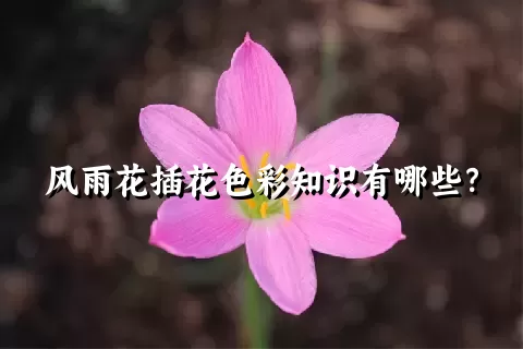 风雨花插花色彩知识有哪些？