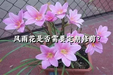 风雨花是否需要定期修剪？