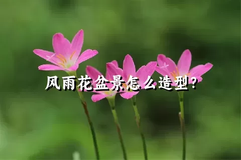 风雨花盆景怎么造型？