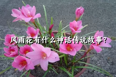 风雨花有什么神话传说故事？