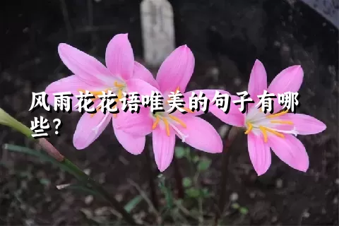 风雨花花语唯美的句子有哪些？