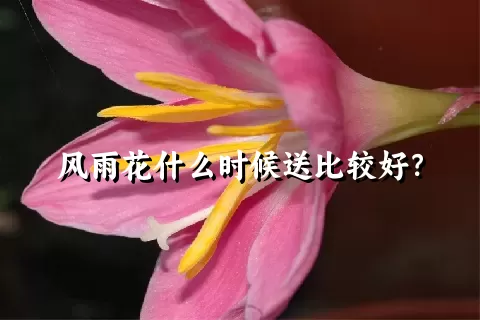 风雨花什么时候送比较好？